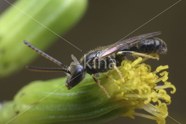 Kleigroefbij (Lasioglossum pauxillum)