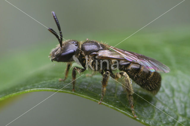 Kleigroefbij (Lasioglossum pauxillum)