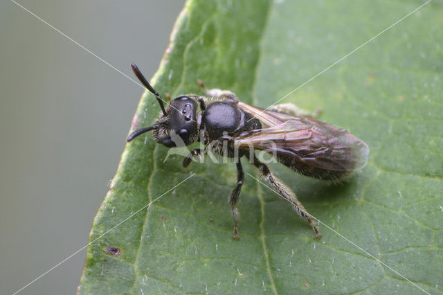 Lasioglossum pauxillum