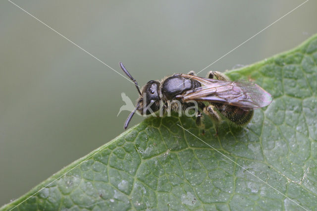 Kleigroefbij (Lasioglossum pauxillum)