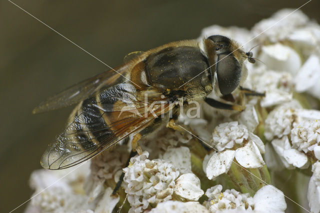 Kleine bijvlieg (Eristalis arbustorum)