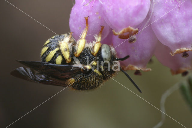 Resin bee (Anthidium strigatum)