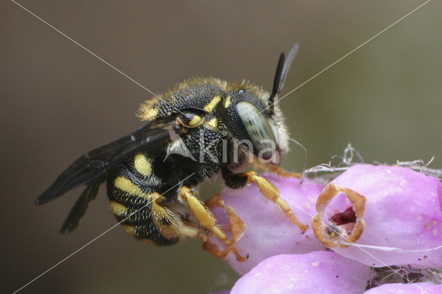 Resin bee (Anthidium strigatum)