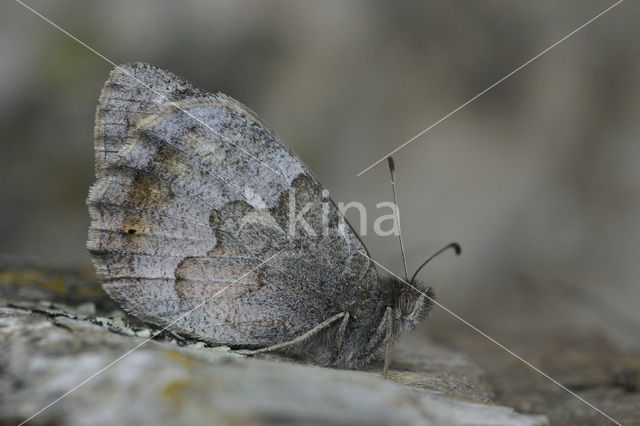 Kleine heivlinder (Hipparchia statilinus)