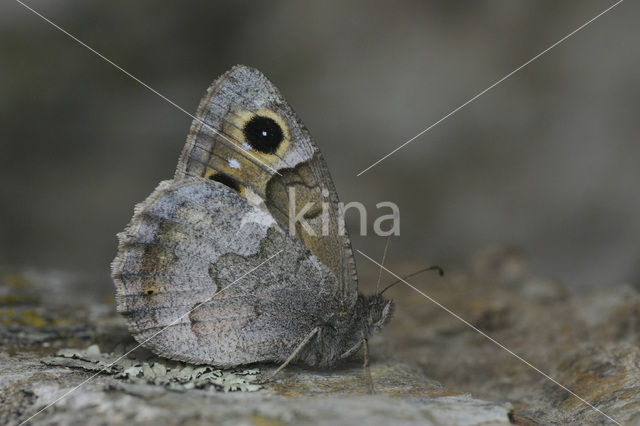 Kleine heivlinder (Hipparchia statilinus)