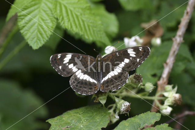 Kleine IJsvogelvlinder (Limenitis camilla)