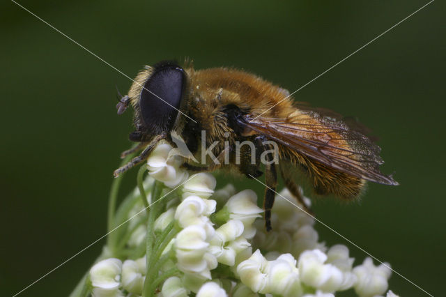 Kleine Narcisvlieg (Merodon rufus)