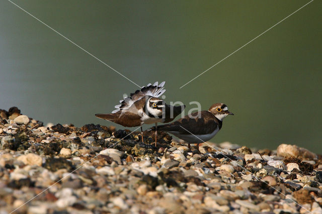 Little Ringed Plover (Charadrius dubius)