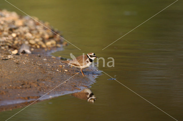 Little Ringed Plover (Charadrius dubius)