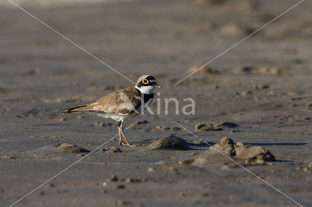 Kleine Plevier (Charadrius dubius)