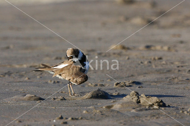 Little Ringed Plover (Charadrius dubius)