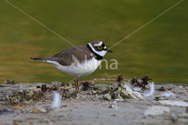 Little Ringed Plover (Charadrius dubius)