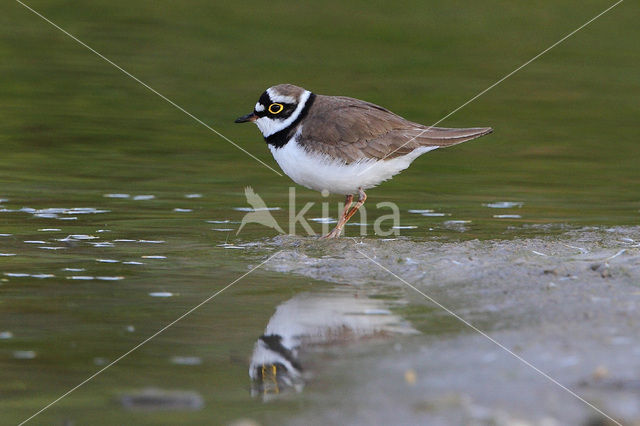 Little Ringed Plover (Charadrius dubius)