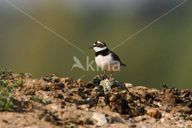 Little Ringed Plover (Charadrius dubius)