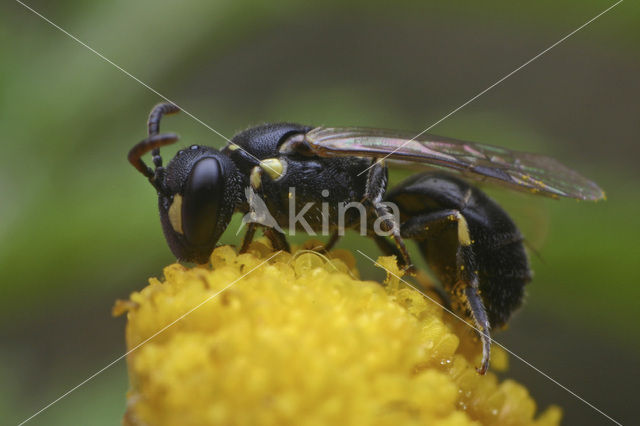 Kleine tuinmaskerbij (Hylaeus pictipes)