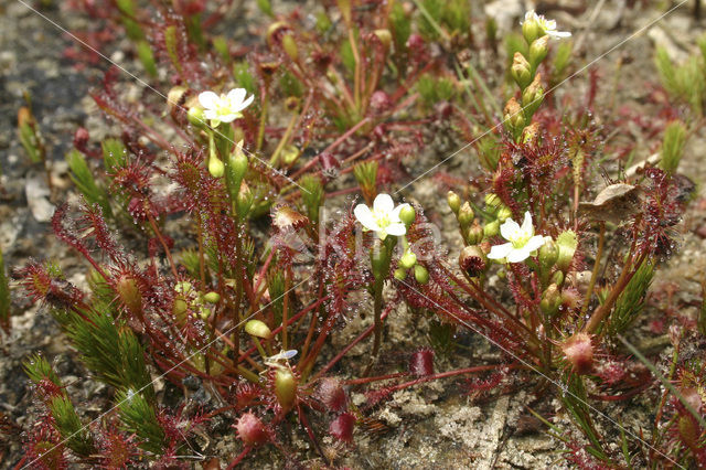 Kleine zonnedauw (Drosera intermedia)