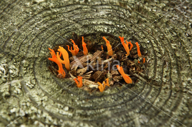 Kleverig koraalzwammetje (Calocera viscosa)