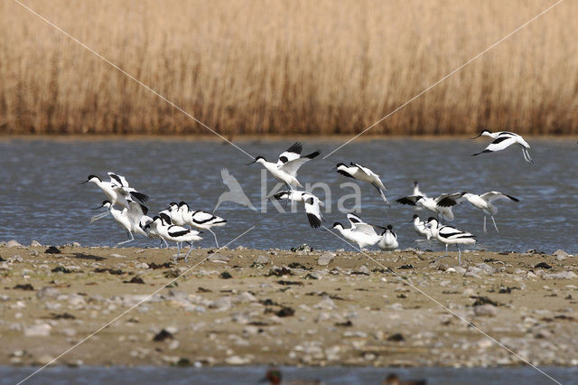 Pied Avocet (Recurvirostra avosetta)