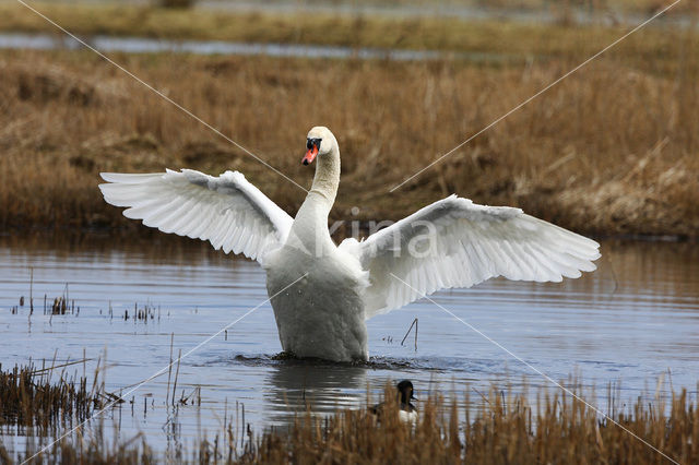 Knobbelzwaan (Cygnus olor)