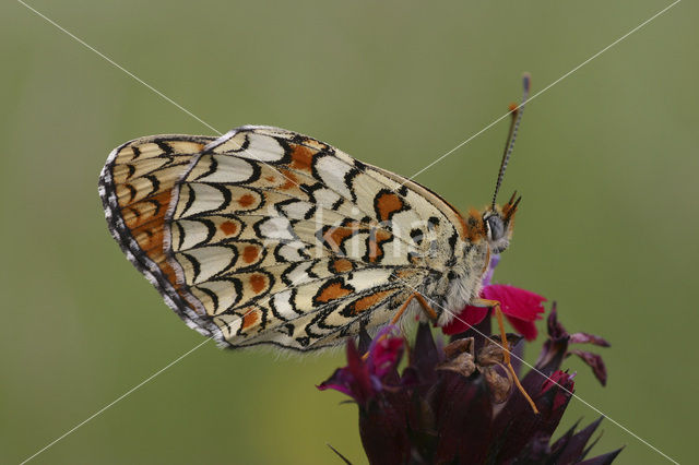 Knoopkruidparelmoervlinder (Melitaea phoebe)