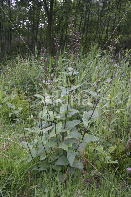 Common Figwort (Scrophularia nodosa)