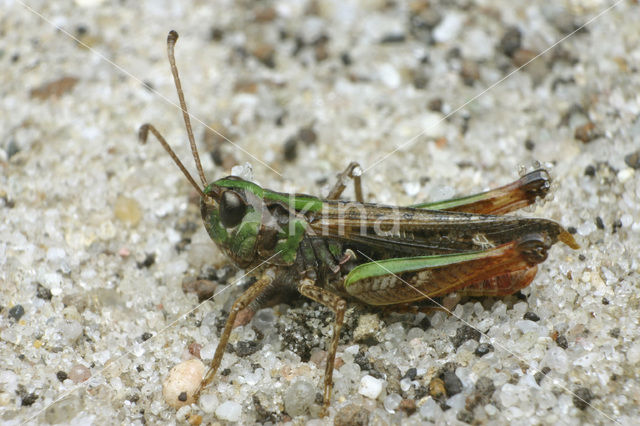 Knopsprietje (Myrmeleotettix maculatus)