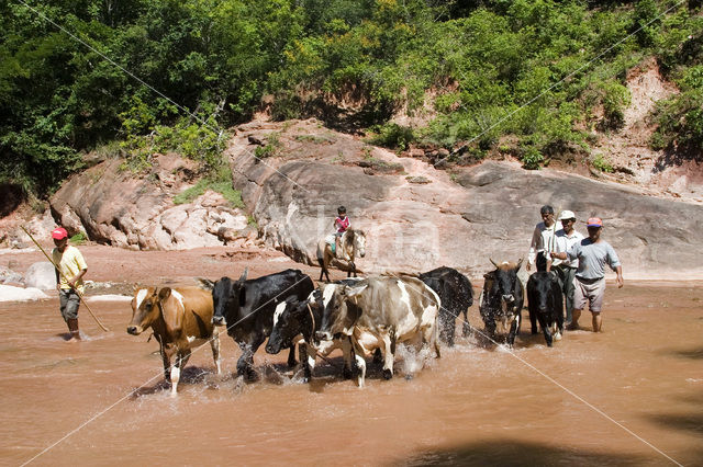 Cow (Bos domesticus)