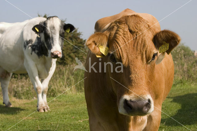 Cow (Bos domesticus)