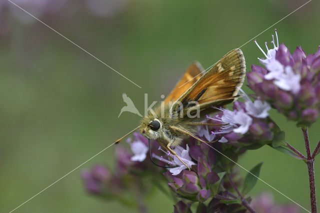 Silver-spotted Skipper (Hesperia comma)