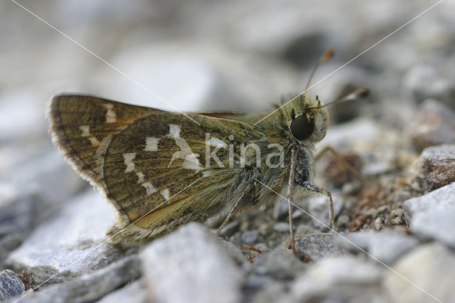 Kommavlinder (Hesperia comma)