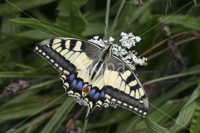 Swallowtail (Papilio machaon)