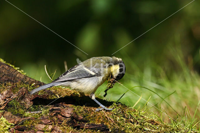 Great Tit (Parus major)
