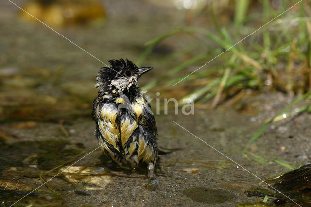 Great Tit (Parus major)