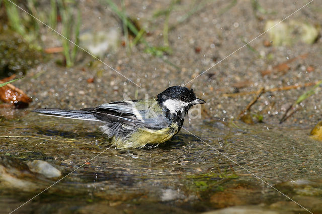 Great Tit (Parus major)