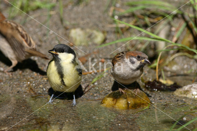 Great Tit (Parus major)