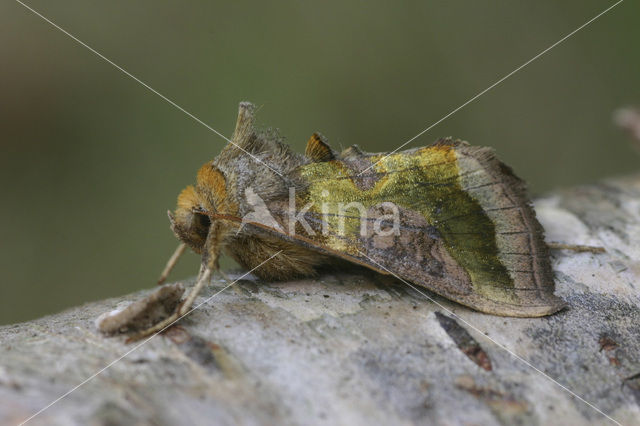 Burnished Brass (Diachrysia chrysitis)