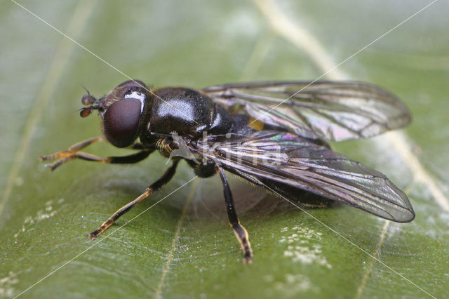Hoverfly (Pipiza quadrimaculata)
