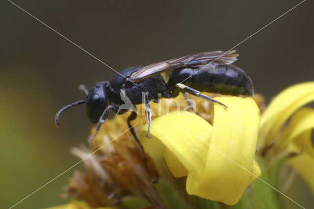 Kortsprietmaskerbij (Hylaeus brevicornis)