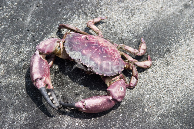 crab