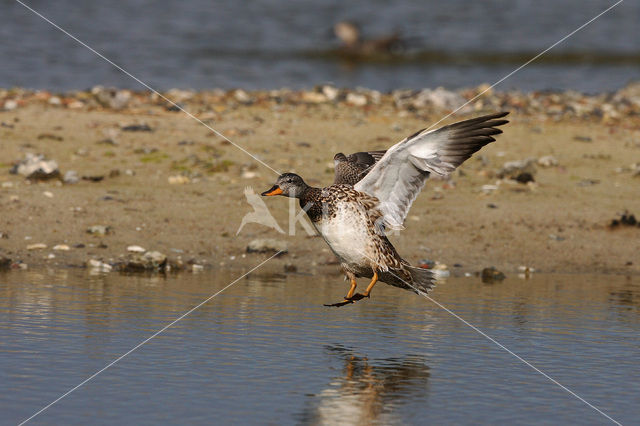 Krakeend (Anas strepera)