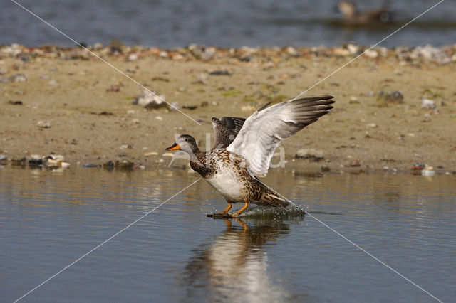 Gadwall (Anas strepera)