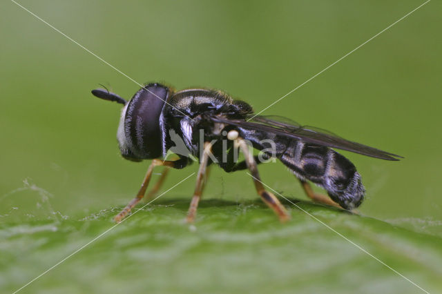 Paragus sp