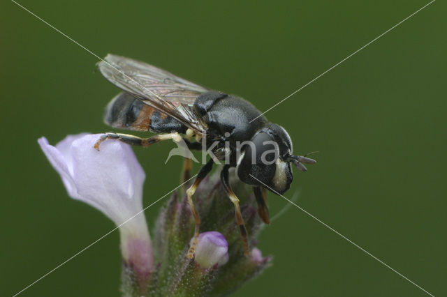 Krieltje (Paragus punctulatus)