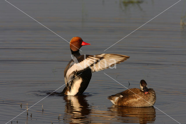 Red-crested Pochard (Netta rufina)