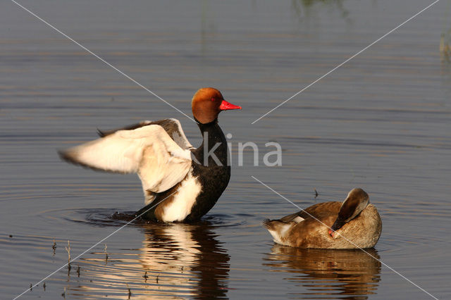 Red-crested Pochard (Netta rufina)