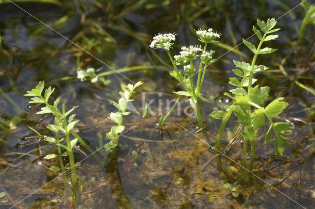 Creeping Marshwort (Apium repens)