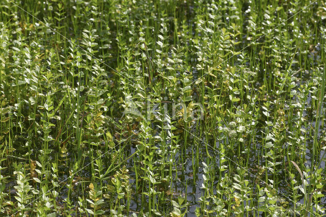 Kruipend moerasscherm (Apium repens)