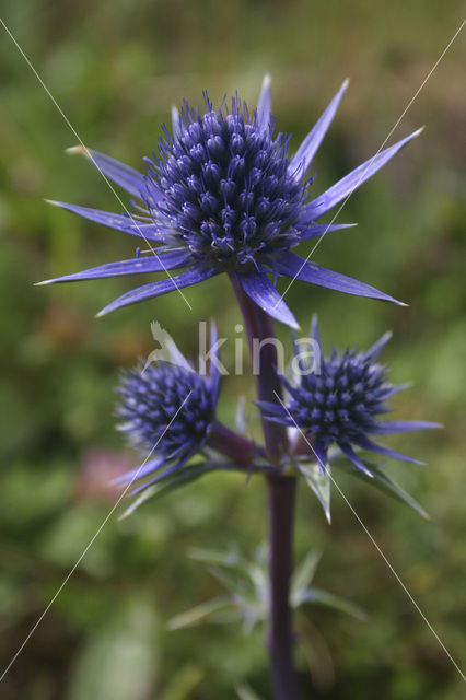 Pyrenees sea holly (Eryngium bourgatii)