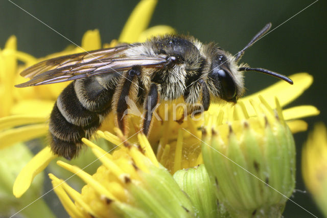 Andrena denticulata