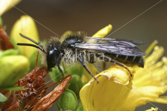 Andrena denticulata